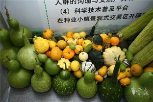 第十五屆昆明農(nóng)博會(huì)開(kāi)幕啦，快收下這份逛展攻略，周末約起！